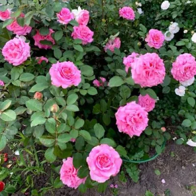 Саженцы роз ЭШЛИ чайно-гибридная — описание сорта Саженцы роз ЭШЛИ чайно-гибридная в Ростове-на-Дону