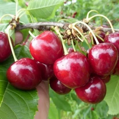 Вишня КОЛОННОВИДНАЯ  Вишня КОЛОННОВИДНАЯ в Ростове-на-Дону