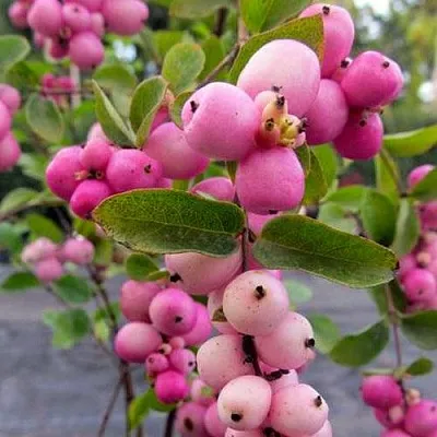 Снежноягодник ФИЕСТА БЕРРИ доренбоза  Снежноягодник ФИЕСТА БЕРРИ доренбоза в Ростове-на-Дону