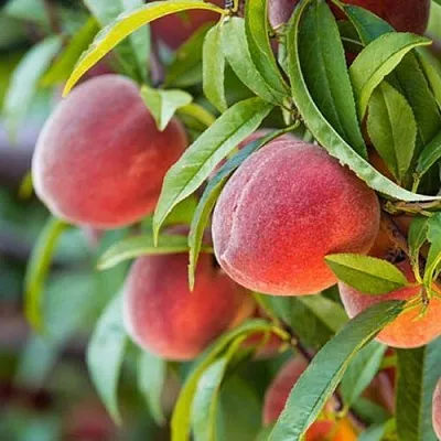 Персик РЭД ХЕВЕН  Персик РЭД ХЕВЕН в Ростове-на-Дону