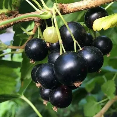 Смородина чёрная ДАБРАДЗЕЯ  Смородина чёрная ДАБРАДЗЕЯ в Ростове-на-Дону