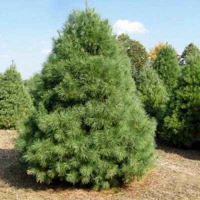 Сосна ВЕЙМУТОВА  Сосна ВЕЙМУТОВА в Ростове-на-Дону