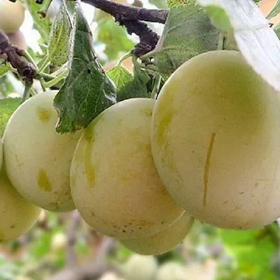 Слива УТРО  Слива УТРО в Ростове-на-Дону