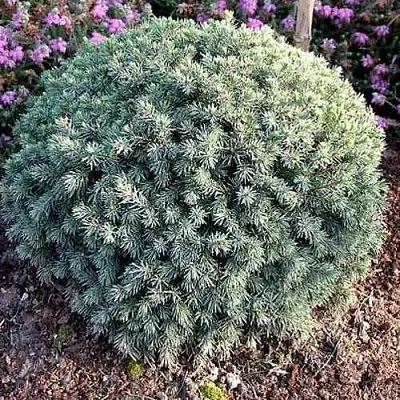 Ель ЭХИНИФОРМИС сизая  Ель ЭХИНИФОРМИС сизая в Ростове-на-Дону