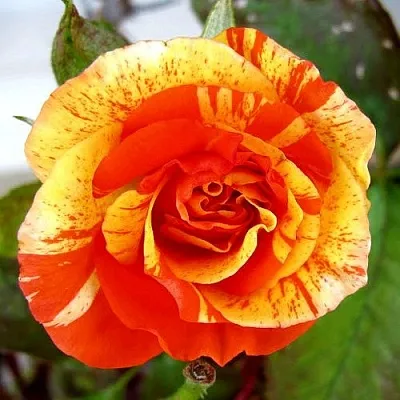 Саженцы роз АПЕЛЬСИН И ЛИМОН флорибунда  Саженцы роз АПЕЛЬСИН И ЛИМОН флорибунда в Ростове-на-Дону