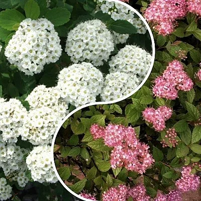 Комплект ТАЛАНТЛИВЫЙ САДОВОД в Ростове-на-Дону