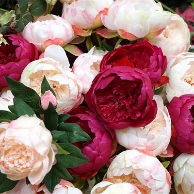 Пионы  Пионы в Ростове-на-Дону