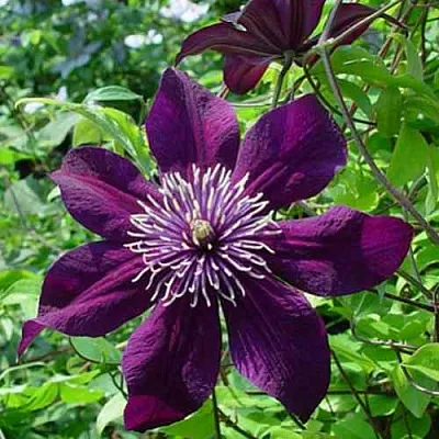 Клематис ПАНТЕР  Клематис ПАНТЕР в Ростове-на-Дону