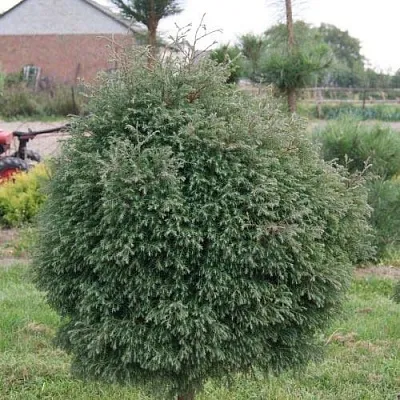 Туя вересковидная  Туя вересковидная в Ростове-на-Дону