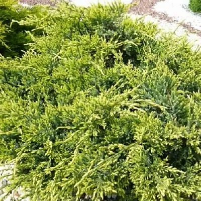 Можжевельник ГОЛД СТАР средний  Можжевельник ГОЛД СТАР средний в Ростове-на-Дону