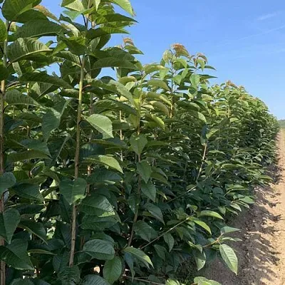 Саженцы оптом  Саженцы оптом в Ростове-на-Дону