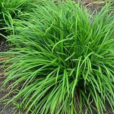 Осока АЙРИШ ГРИН  Осока АЙРИШ ГРИН в Ростове-на-Дону