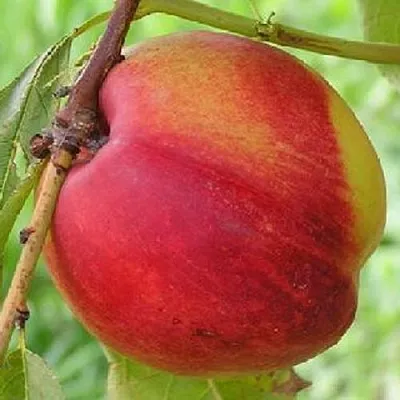 Нектарин СТАРК РЕД ГОЛД  Нектарин СТАРК РЕД ГОЛД в Ростове-на-Дону