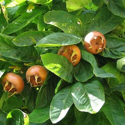 Экзотические растения  Экзотические растения в Ростове-на-Дону