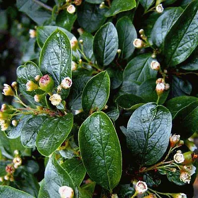 Кизильник  Кизильник в Ростове-на-Дону