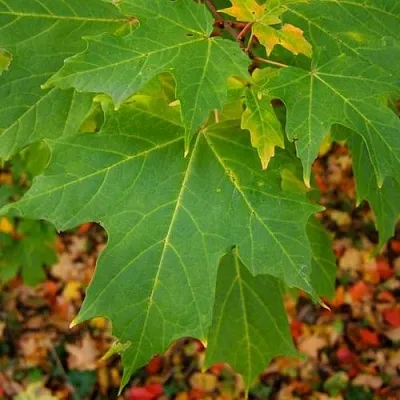 Клен сахарный  Клен сахарный в Ростове-на-Дону