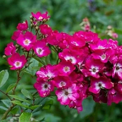 Саженцы роз МАРДЖОРИ ФЕЙР полиантовая в Ростове-на-Дону