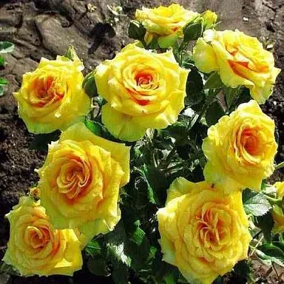 Саженцы роз САН СИТИ спрей  Саженцы роз САН СИТИ спрей в Ростове-на-Дону