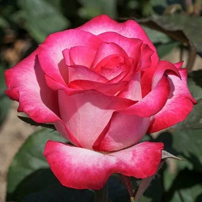 Саженцы роз ХАЙЛЕНДЕР чайно-гибридная  Саженцы роз ХАЙЛЕНДЕР чайно-гибридная в Ростове-на-Дону