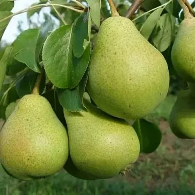 Груша СВЕРДЛОВЧАНКА  Груша СВЕРДЛОВЧАНКА в Ростове-на-Дону