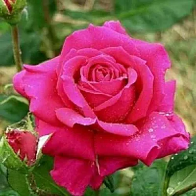 Саженцы роз ШАКИРА чайно-гибридная  Саженцы роз ШАКИРА чайно-гибридная в Ростове-на-Дону