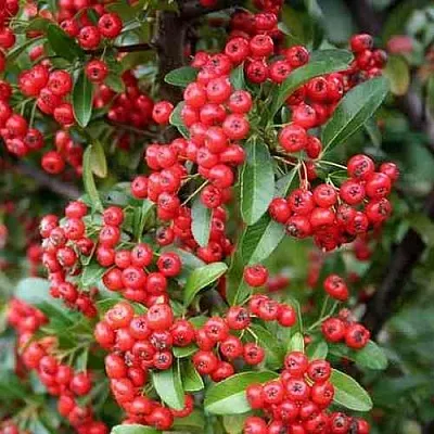 Пираканта РЕД КУИШОН  Пираканта РЕД КУИШОН в Ростове-на-Дону