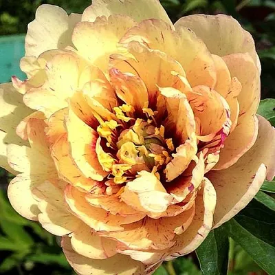 Пионы ИТО-гибриды в Ростове-на-Дону