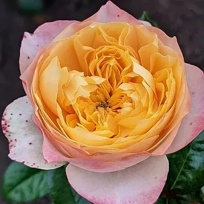 Саженцы роз ГОЛДЕН ВУВУЗЕЛА чайно-гибридная  Саженцы роз ГОЛДЕН ВУВУЗЕЛА чайно-гибридная в Ростове-на-Дону