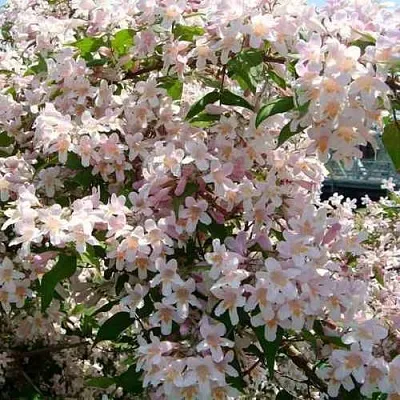 Кольквиция  Кольквиция в Ростове-на-Дону