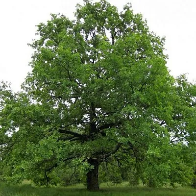 Дуб черешчатый   Дуб черешчатый  в Ростове-на-Дону