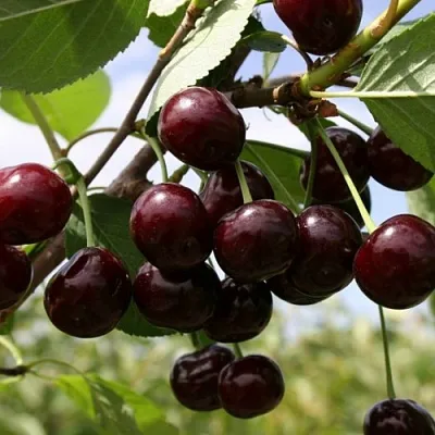 Вишня СВЕРДЛОВЧАНКА степная  Вишня СВЕРДЛОВЧАНКА степная в Ростове-на-Дону