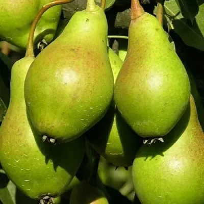 Груша АННУШКА  Груша АННУШКА в Ростове-на-Дону