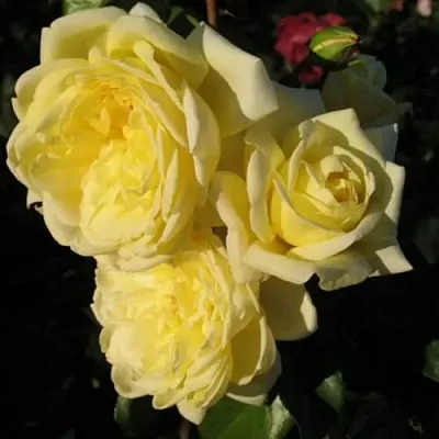 Саженцы роз КАЗИНО плетистая  Саженцы роз КАЗИНО плетистая в Ростове-на-Дону