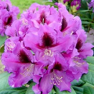 Рододендрон РАСПУТИН  Рододендрон РАСПУТИН в Ростове-на-Дону