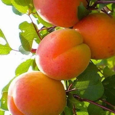 Абрикос КРЫМСКИЙ АМУР  Абрикос КРЫМСКИЙ АМУР в Ростове-на-Дону