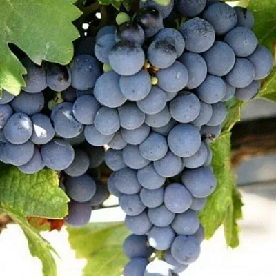 Виноград ЧЕСУРАН  Виноград ЧЕСУРАН в Ростове-на-Дону