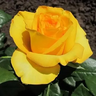 Саженцы роз КЕРИО чайно-гибридная  Саженцы роз КЕРИО чайно-гибридная в Ростове-на-Дону