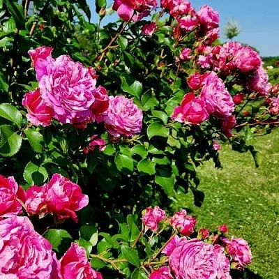 Саженцы роз ИНЕС САСТР плетистая  Саженцы роз ИНЕС САСТР плетистая в Ростове-на-Дону