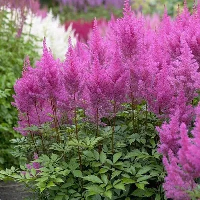 Астильба АМЕТИСТ Арендса  Астильба АМЕТИСТ Арендса в Ростове-на-Дону