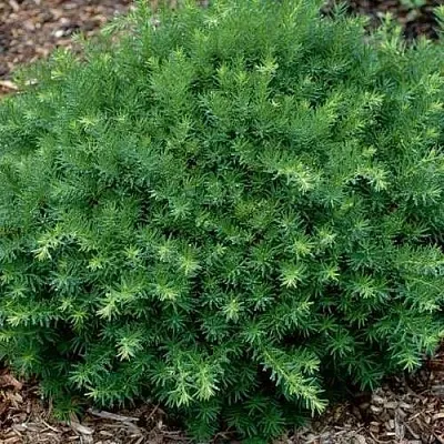 Тис ХИКСИ средний  Тис ХИКСИ средний в Ростове-на-Дону