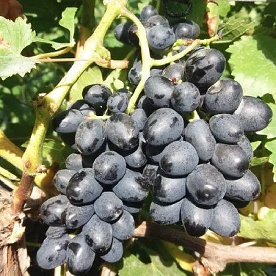 Виноград КИШМИШ АТТИКА  Виноград КИШМИШ АТТИКА в Ростове-на-Дону