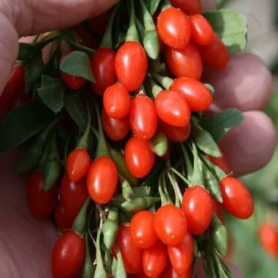 Годжи КОРЕАН БИГ — описание сорта Годжи КОРЕАН БИГ в Ростове-на-Дону