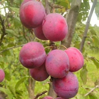 Слива ЭДИНБУРГСКАЯ  Слива ЭДИНБУРГСКАЯ в Ростове-на-Дону