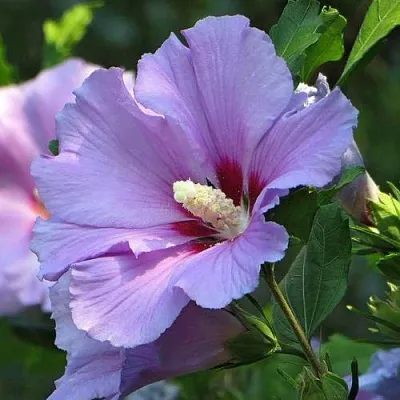 Гибискус  Гибискус в Ростове-на-Дону