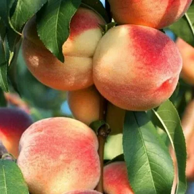 Персик ЛОЙКО 2  Персик ЛОЙКО 2 в Ростове-на-Дону