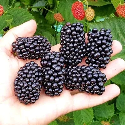 Ежевика ОУАЧИТА бесшипная — описание сорта Ежевика ОУАЧИТА бесшипная в Ростове-на-Дону