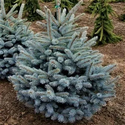 Ель МИСТИ БЛЮ голубая в Ростове-на-Дону