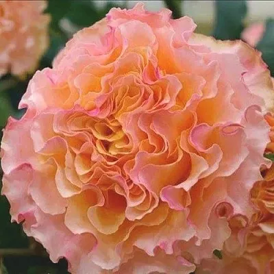 Саженцы роз КАМПАНЕЛЛА ПИЧ чайно-гибридная  Саженцы роз КАМПАНЕЛЛА ПИЧ чайно-гибридная в Ростове-на-Дону