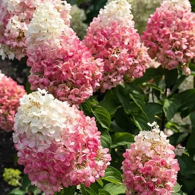 Гортензия ПИНКИ ПРОМИС метельчатая  Гортензия ПИНКИ ПРОМИС метельчатая в Ростове-на-Дону