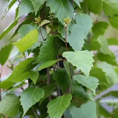 Береза ФАСТИГИАТА повислая   Береза ФАСТИГИАТА повислая  в Ростове-на-Дону